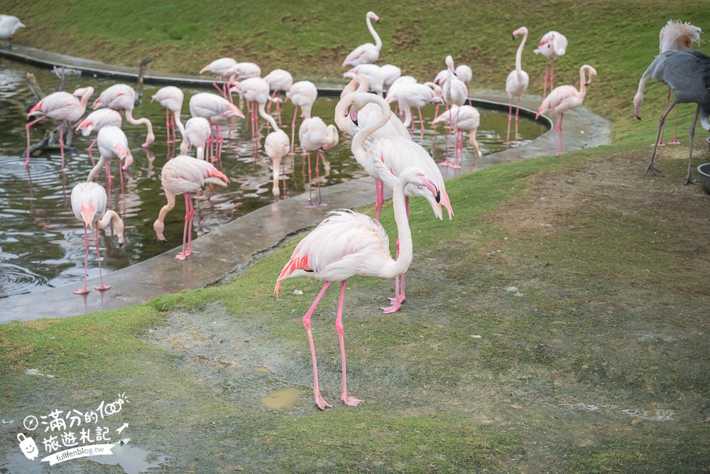 【2025南投九九峰動物樂園】亞洲規模最大鳥類主題王國玩樂攻略,最新門票優惠整理,鸚鵡.鵜鶘.孔雀.大恐龍陪你玩生態!
