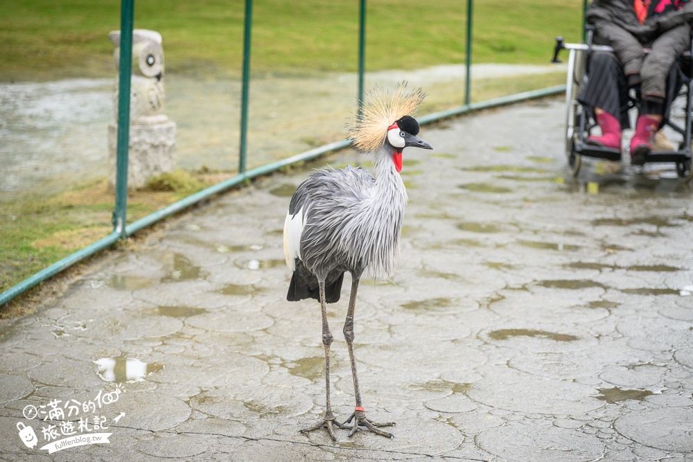 【2025南投九九峰動物樂園】亞洲規模最大鳥類主題王國玩樂攻略,最新門票優惠整理,鸚鵡.鵜鶘.孔雀.大恐龍陪你玩生態!