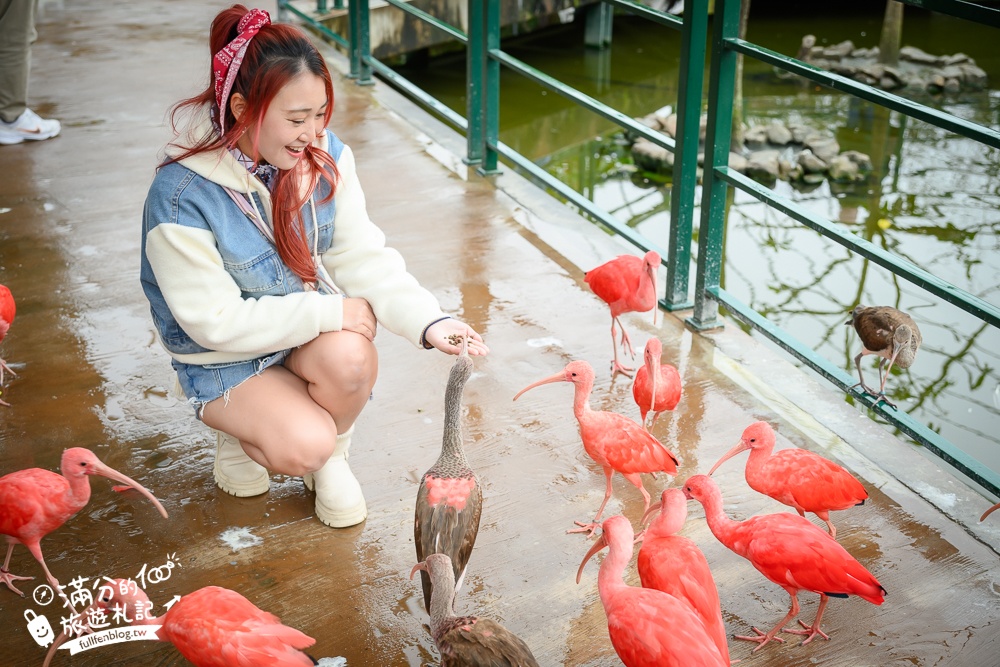 【2025南投九九峰動物樂園】亞洲規模最大鳥類主題王國玩樂攻略,最新門票優惠整理,鸚鵡.鵜鶘.孔雀.大恐龍陪你玩生態!