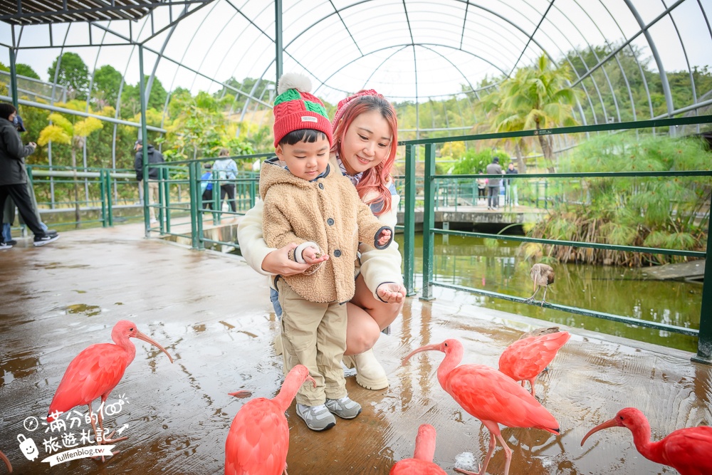 【2025南投九九峰動物樂園】亞洲規模最大鳥類主題王國玩樂攻略,最新門票優惠整理,鸚鵡.鵜鶘.孔雀.大恐龍陪你玩生態!