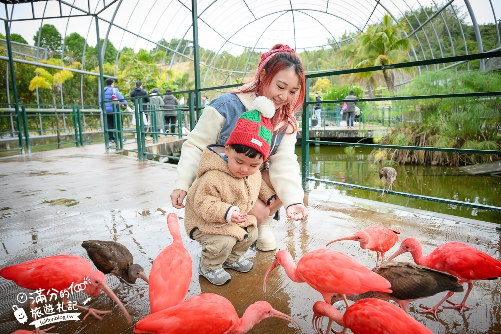 【2025南投九九峰動物樂園】亞洲規模最大鳥類主題王國玩樂攻略,最新門票優惠整理,鸚鵡.鵜鶘.孔雀.大恐龍陪你玩生態!
