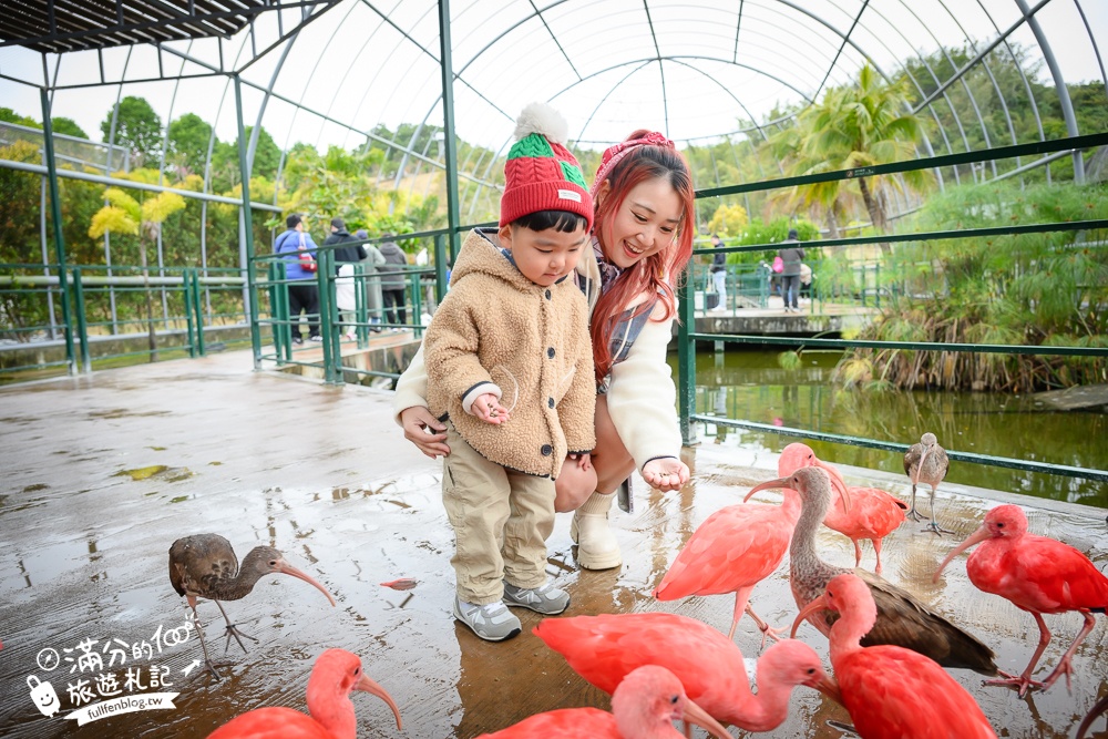 【2025南投九九峰動物樂園】亞洲規模最大鳥類主題王國玩樂攻略,最新門票優惠整理,鸚鵡.鵜鶘.孔雀.大恐龍陪你玩生態!
