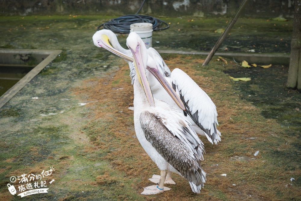 【2025南投九九峰動物樂園】亞洲規模最大鳥類主題王國玩樂攻略,最新門票優惠整理,鸚鵡.鵜鶘.孔雀.大恐龍陪你玩生態!