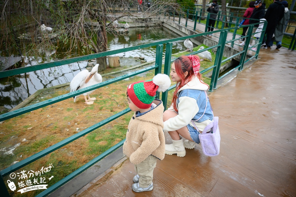 【2025南投九九峰動物樂園】亞洲規模最大鳥類主題王國玩樂攻略,最新門票優惠整理,鸚鵡.鵜鶘.孔雀.大恐龍陪你玩生態!