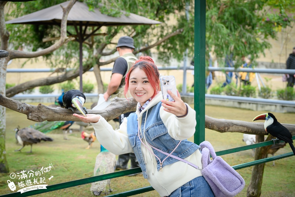 【2025南投九九峰動物樂園】亞洲規模最大鳥類主題王國玩樂攻略,最新門票優惠整理,鸚鵡.鵜鶘.孔雀.大恐龍陪你玩生態!