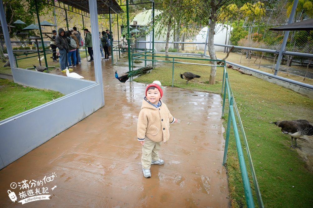 【2025南投九九峰動物樂園】亞洲規模最大鳥類主題王國玩樂攻略,最新門票優惠整理,鸚鵡.鵜鶘.孔雀.大恐龍陪你玩生態!