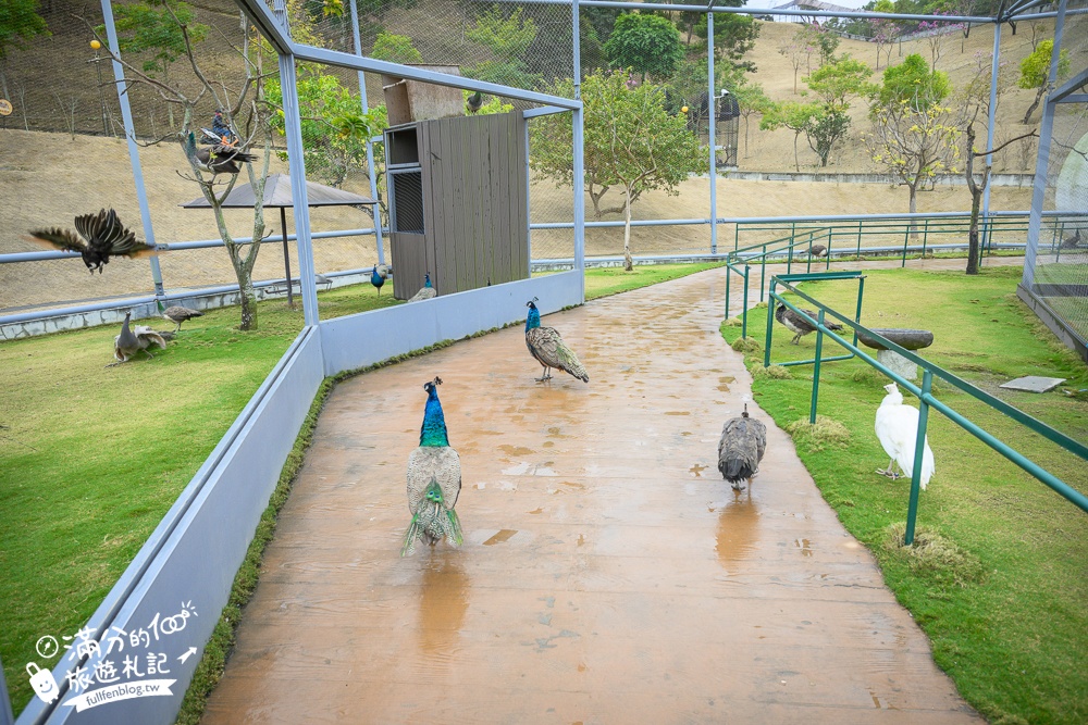 【2025南投九九峰動物樂園】亞洲規模最大鳥類主題王國玩樂攻略,最新門票優惠整理,鸚鵡.鵜鶘.孔雀.大恐龍陪你玩生態!