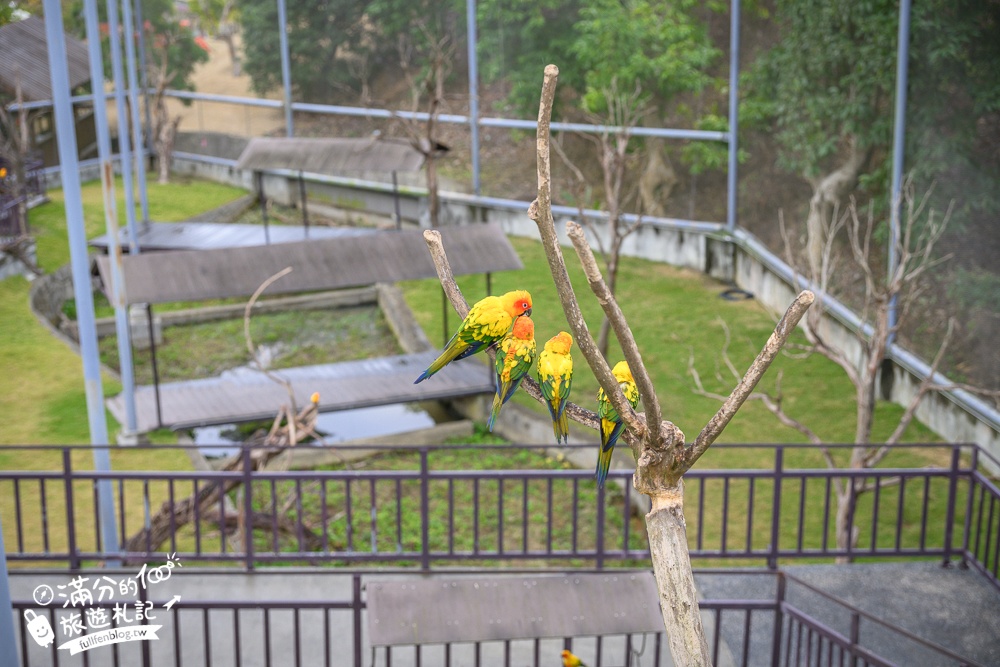 【2025南投九九峰動物樂園】亞洲規模最大鳥類主題王國玩樂攻略,最新門票優惠整理,鸚鵡.鵜鶘.孔雀.大恐龍陪你玩生態!