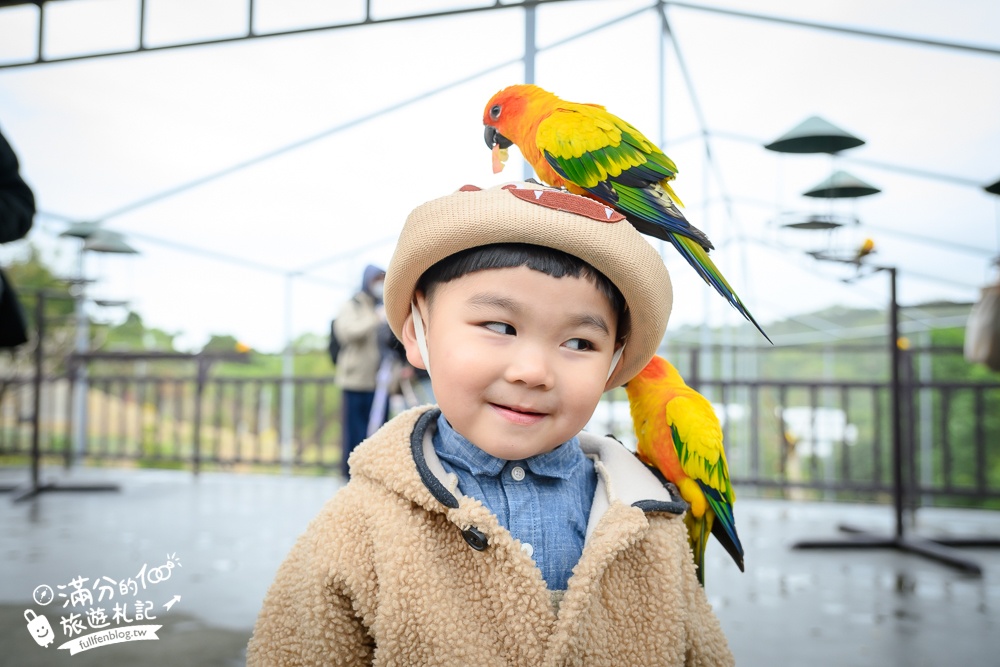 【2025南投九九峰動物樂園】亞洲規模最大鳥類主題王國玩樂攻略,最新門票優惠整理,鸚鵡.鵜鶘.孔雀.大恐龍陪你玩生態!