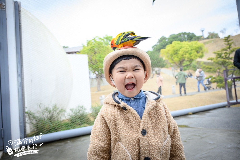 【2025南投九九峰動物樂園】亞洲規模最大鳥類主題王國玩樂攻略,最新門票優惠整理,鸚鵡.鵜鶘.孔雀.大恐龍陪你玩生態!