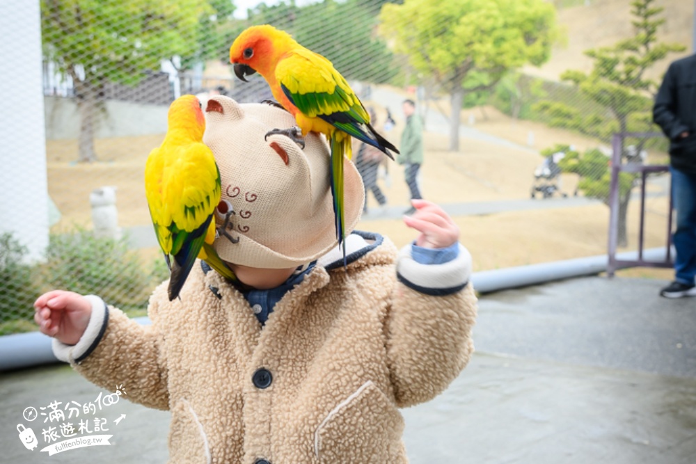 【2025南投九九峰動物樂園】亞洲規模最大鳥類主題王國玩樂攻略,最新門票優惠整理,鸚鵡.鵜鶘.孔雀.大恐龍陪你玩生態!