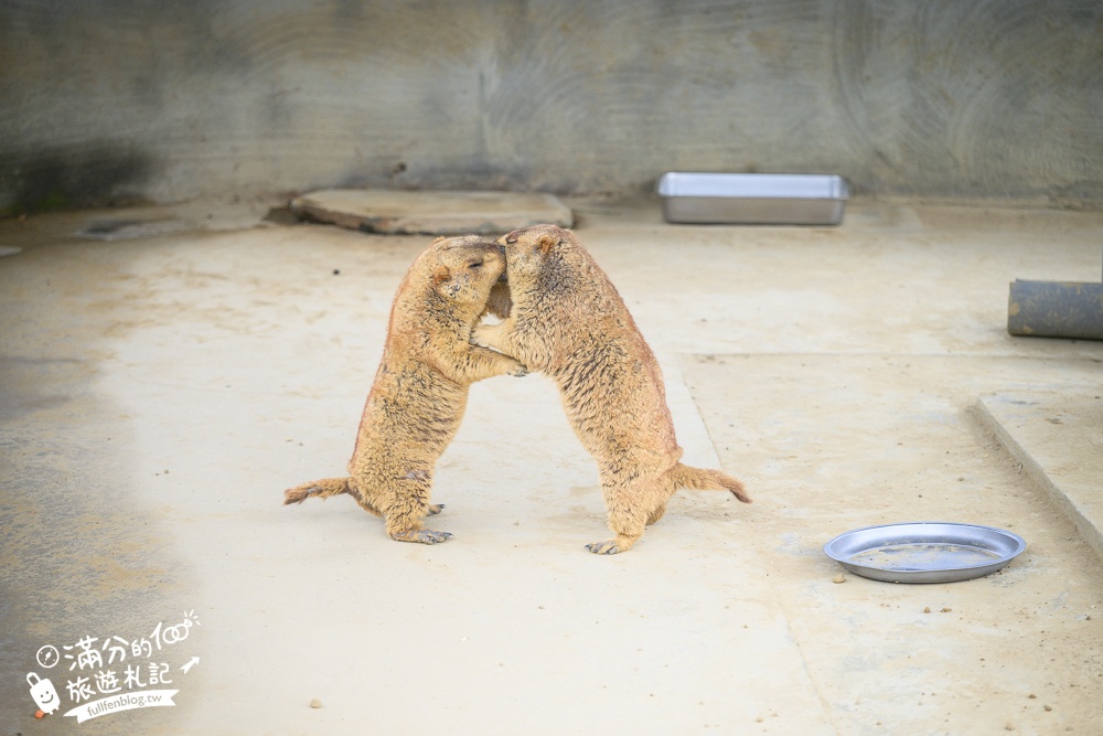 【2025南投九九峰動物樂園】亞洲規模最大鳥類主題王國玩樂攻略,最新門票優惠整理,鸚鵡.鵜鶘.孔雀.大恐龍陪你玩生態!