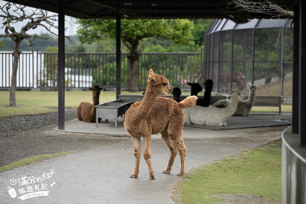 【2025南投九九峰動物樂園】亞洲規模最大鳥類主題王國玩樂攻略,最新門票優惠整理,鸚鵡.鵜鶘.孔雀.大恐龍陪你玩生態!