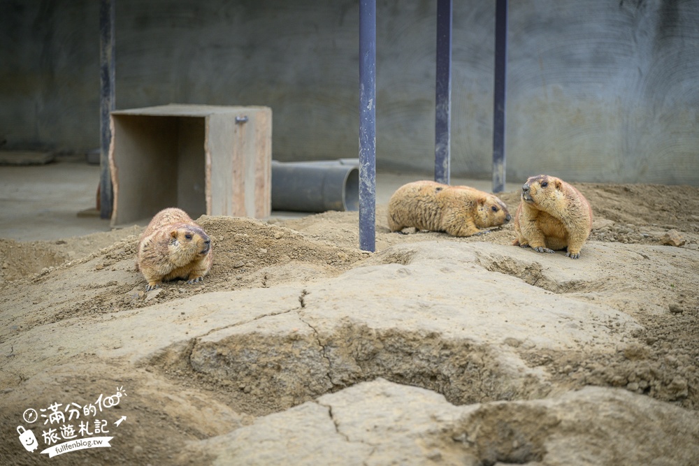 【2025南投九九峰動物樂園】亞洲規模最大鳥類主題王國玩樂攻略,最新門票優惠整理,鸚鵡.鵜鶘.孔雀.大恐龍陪你玩生態!