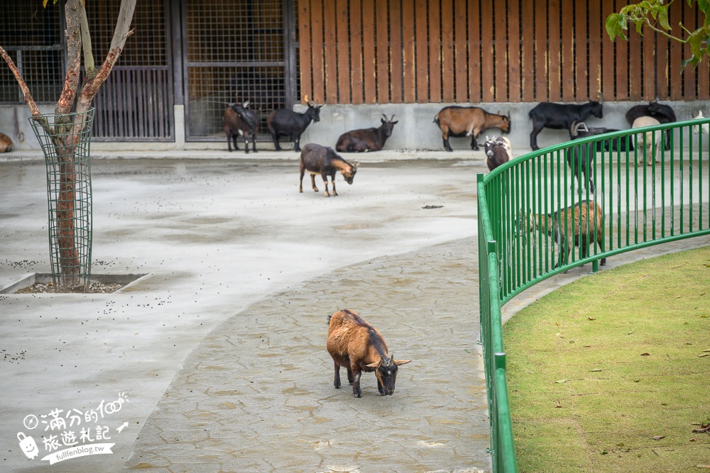 【2025南投九九峰動物樂園】亞洲規模最大鳥類主題王國玩樂攻略,最新門票優惠整理,鸚鵡.鵜鶘.孔雀.大恐龍陪你玩生態!