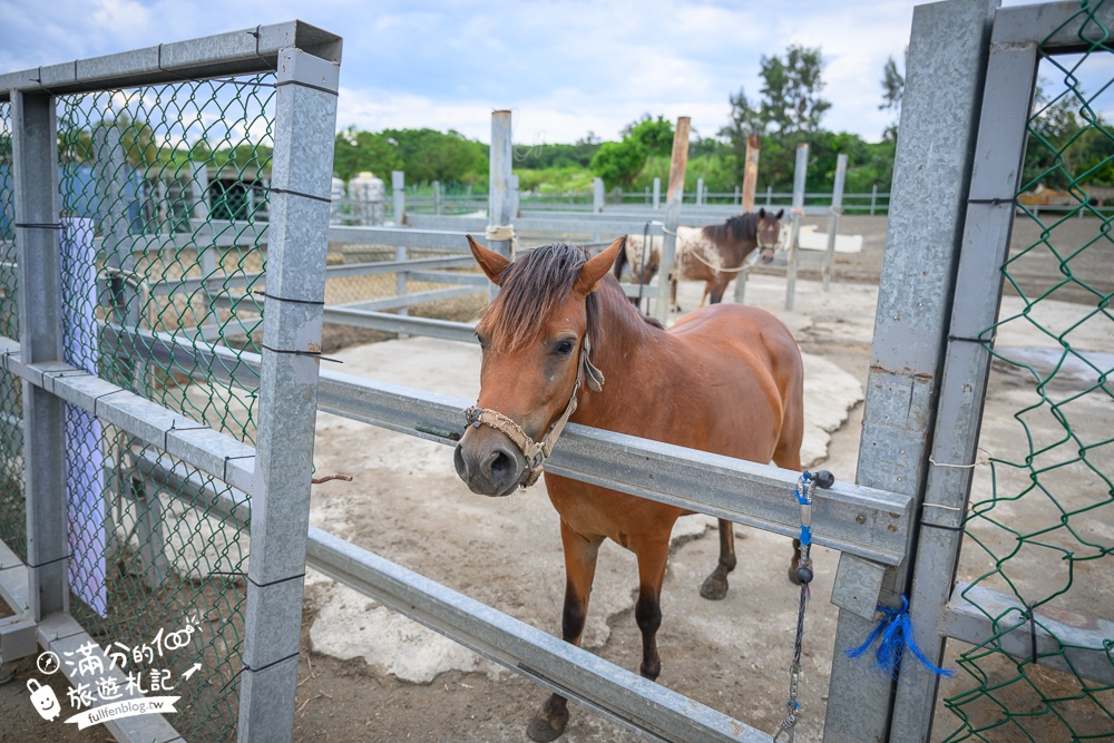 宜蘭親子騎馬體驗【宜騎緣沙灘馬場咖啡簡餐莊園】2歲小孩騎馬體驗好好玩,還能近距離互動餵食唷!