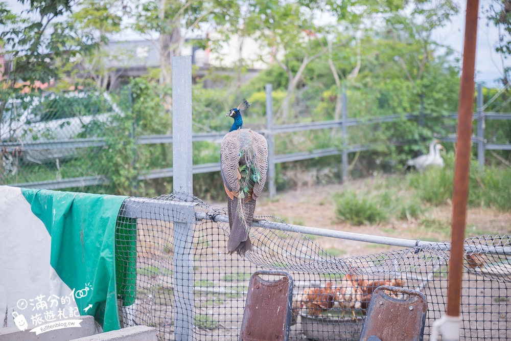宜蘭親子騎馬體驗【宜騎緣沙灘馬場咖啡簡餐莊園】2歲小孩騎馬體驗好好玩,還能近距離互動餵食唷!