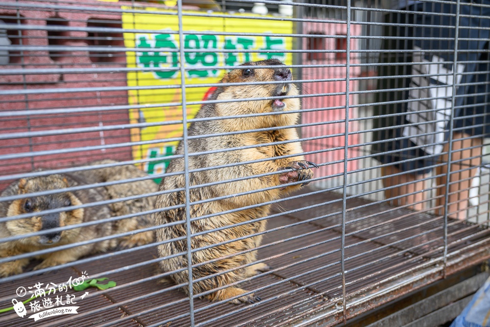 宜蘭農場推薦【心心農家樂】純樸農舍好好玩,超過20種可愛小動物,飼料免費供應輕鬆餵食互動!