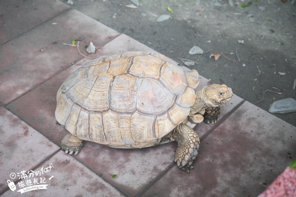 宜蘭農場推薦【心心農家樂】純樸農舍好好玩,超過20種可愛小動物,飼料免費供應輕鬆餵食互動!