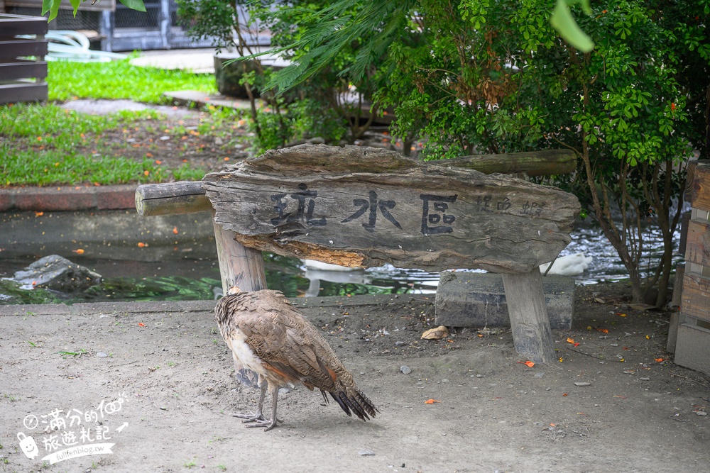 宜蘭農場推薦【心心農家樂】純樸農舍好好玩,超過20種可愛小動物,飼料免費供應輕鬆餵食互動!