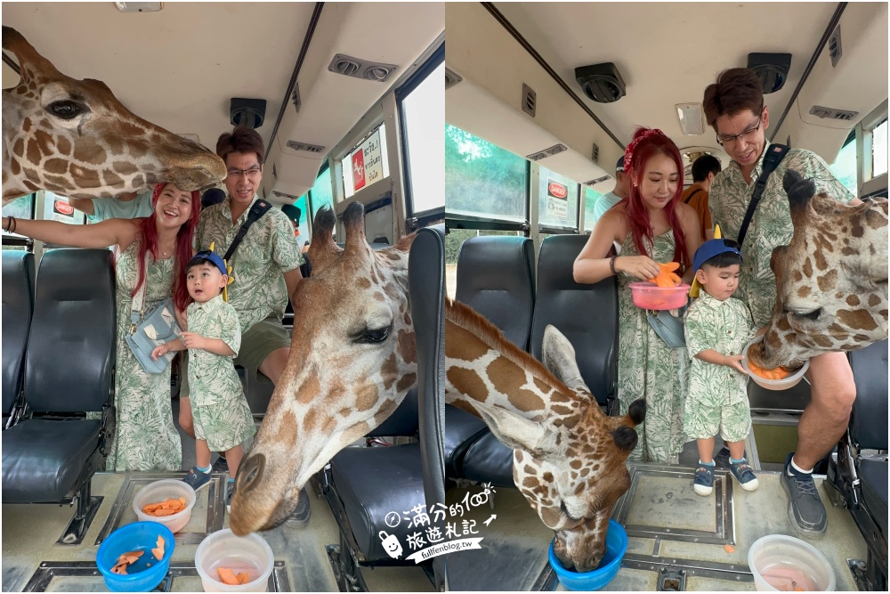 【北碧府野生動物園】泰國長頸鹿吉普車拍照預約攻略.Safari Park Kanchanaburi餵駱駝.梅花鹿和斑馬,外加欣賞大象&鱷魚表演秀!