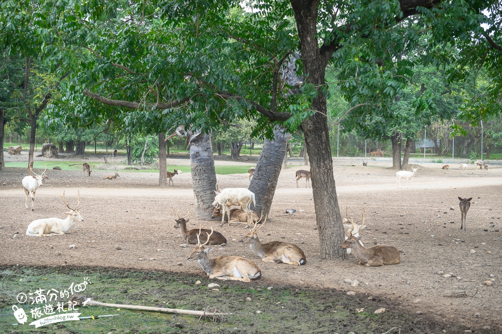 【北碧府野生動物園】泰國長頸鹿吉普車拍照預約攻略.Safari Park Kanchanaburi餵駱駝.梅花鹿和斑馬,外加欣賞大象&鱷魚表演秀!