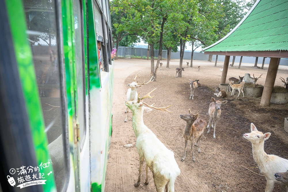【北碧府野生動物園】泰國長頸鹿吉普車拍照預約攻略.Safari Park Kanchanaburi餵駱駝.梅花鹿和斑馬,外加欣賞大象&鱷魚表演秀!
