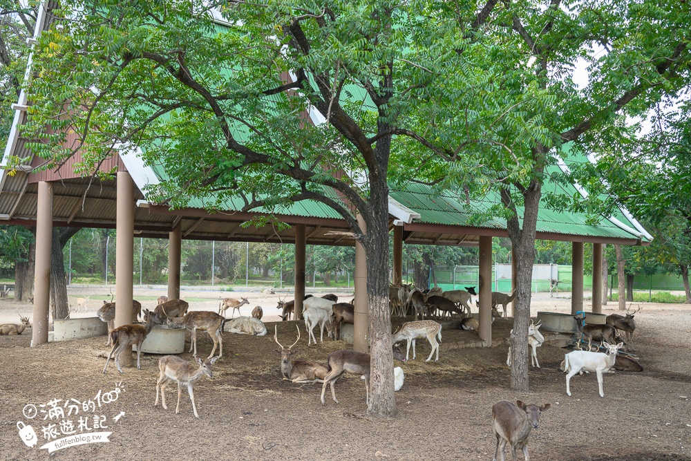 【北碧府野生動物園】泰國長頸鹿吉普車拍照預約攻略.Safari Park Kanchanaburi餵駱駝.梅花鹿和斑馬,外加欣賞大象&鱷魚表演秀!