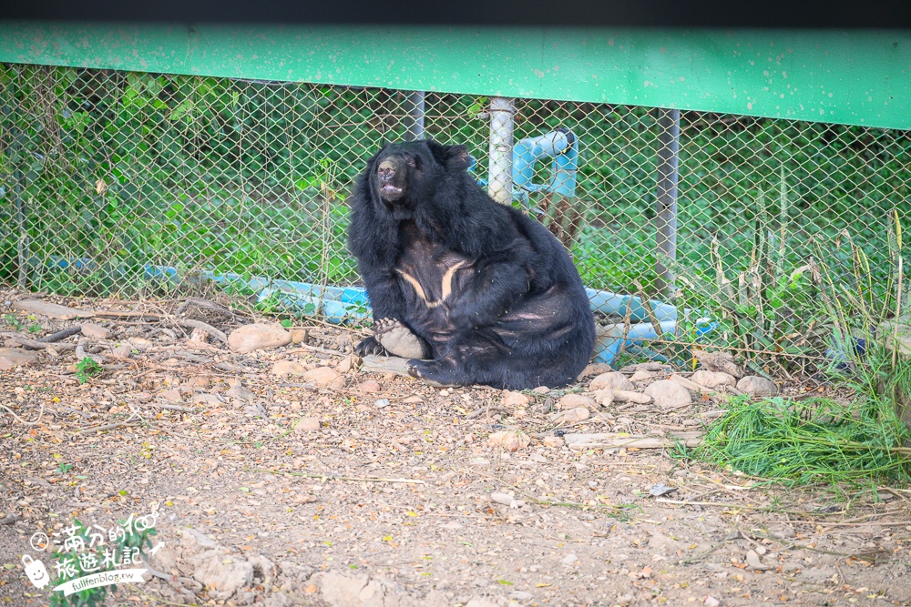【北碧府野生動物園】泰國長頸鹿吉普車拍照預約攻略.Safari Park Kanchanaburi餵駱駝.梅花鹿和斑馬,外加欣賞大象&鱷魚表演秀!