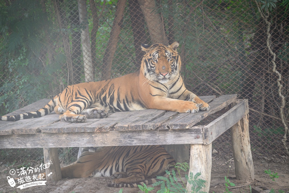 【北碧府野生動物園】泰國長頸鹿吉普車拍照預約攻略.Safari Park Kanchanaburi餵駱駝.梅花鹿和斑馬,外加欣賞大象&鱷魚表演秀!