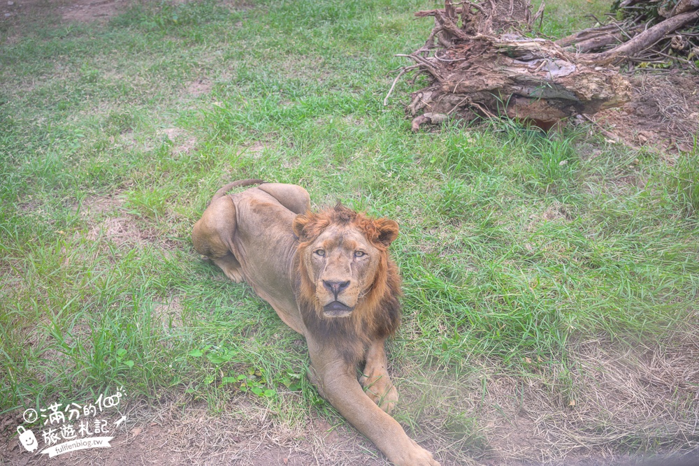 【北碧府野生動物園】泰國長頸鹿吉普車拍照預約攻略.Safari Park Kanchanaburi餵駱駝.梅花鹿和斑馬,外加欣賞大象&鱷魚表演秀!
