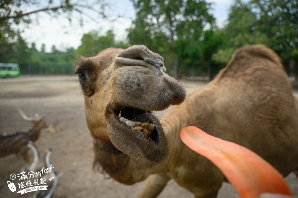 【北碧府野生動物園】泰國長頸鹿吉普車拍照預約攻略.Safari Park Kanchanaburi餵駱駝.梅花鹿和斑馬,外加欣賞大象&鱷魚表演秀!