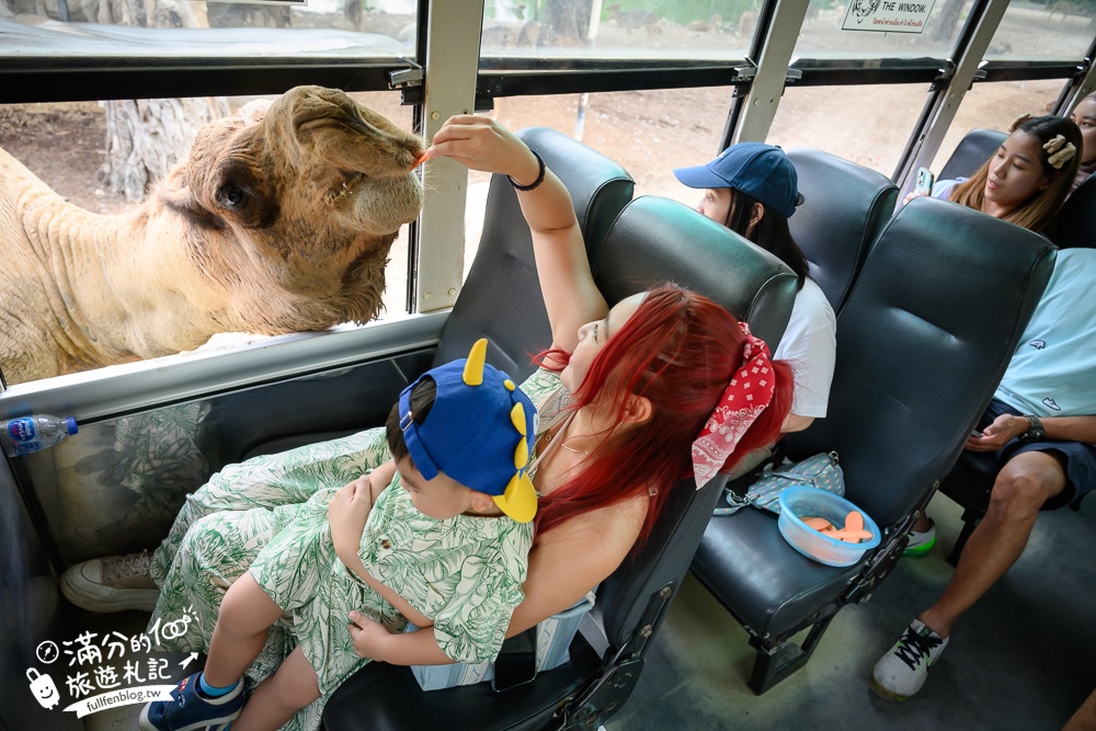 【北碧府野生動物園】泰國長頸鹿吉普車拍照預約攻略.Safari Park Kanchanaburi餵駱駝.梅花鹿和斑馬,外加欣賞大象&鱷魚表演秀!
