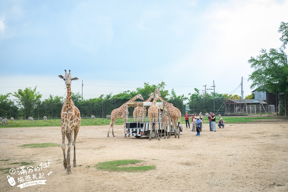【北碧府野生動物園】泰國長頸鹿吉普車拍照預約攻略.Safari Park Kanchanaburi餵駱駝.梅花鹿和斑馬,外加欣賞大象&鱷魚表演秀!
