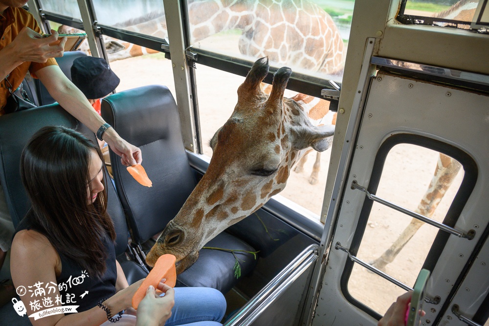 【北碧府野生動物園】泰國長頸鹿吉普車拍照預約攻略.Safari Park Kanchanaburi餵駱駝.梅花鹿和斑馬,外加欣賞大象&鱷魚表演秀!