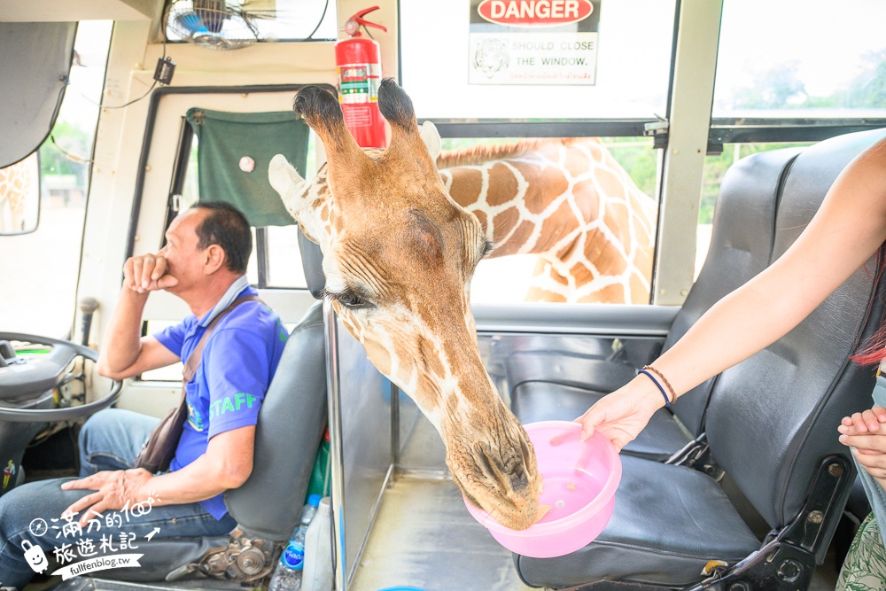 【北碧府野生動物園】泰國長頸鹿吉普車拍照預約攻略.Safari Park Kanchanaburi餵駱駝.梅花鹿和斑馬,外加欣賞大象&鱷魚表演秀!