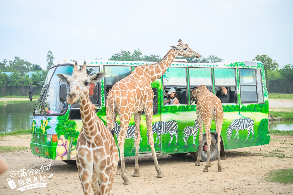 【北碧府野生動物園】泰國長頸鹿吉普車拍照預約攻略.Safari Park Kanchanaburi餵駱駝.梅花鹿和斑馬,外加欣賞大象&鱷魚表演秀!