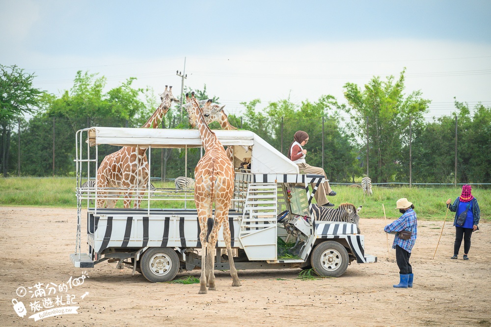 【北碧府野生動物園】泰國長頸鹿吉普車拍照預約攻略.Safari Park Kanchanaburi餵駱駝.梅花鹿和斑馬,外加欣賞大象&鱷魚表演秀!