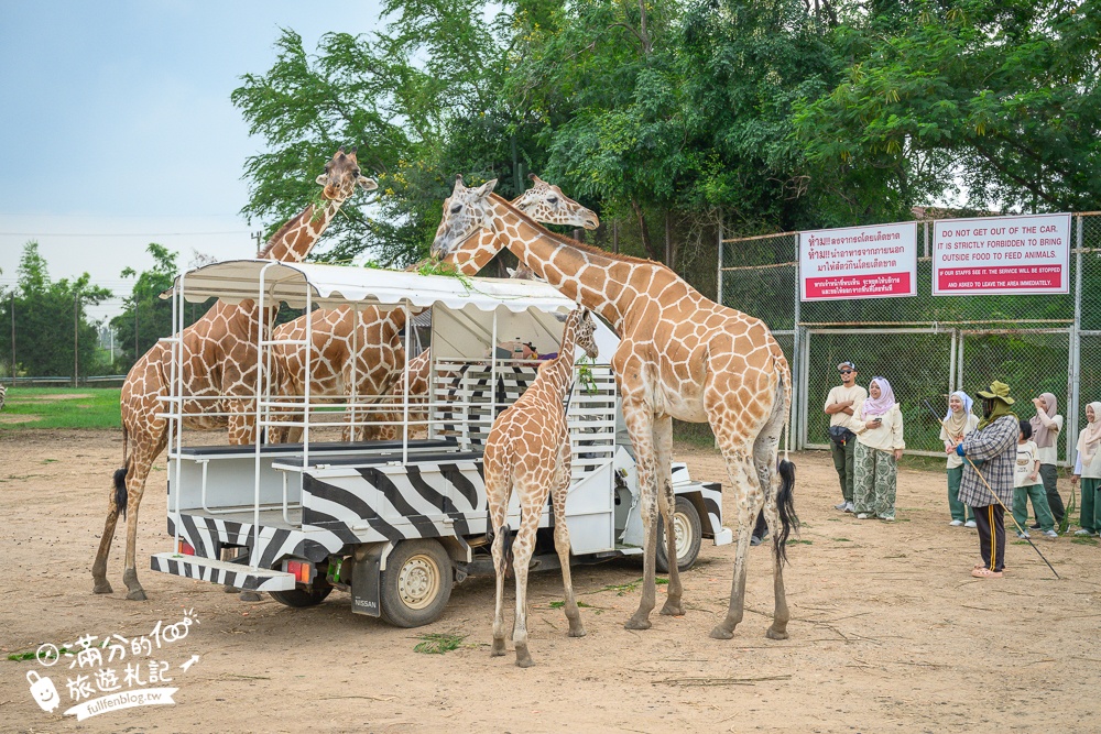 【北碧府野生動物園】泰國長頸鹿吉普車拍照預約攻略.Safari Park Kanchanaburi餵駱駝.梅花鹿和斑馬,外加欣賞大象&鱷魚表演秀!