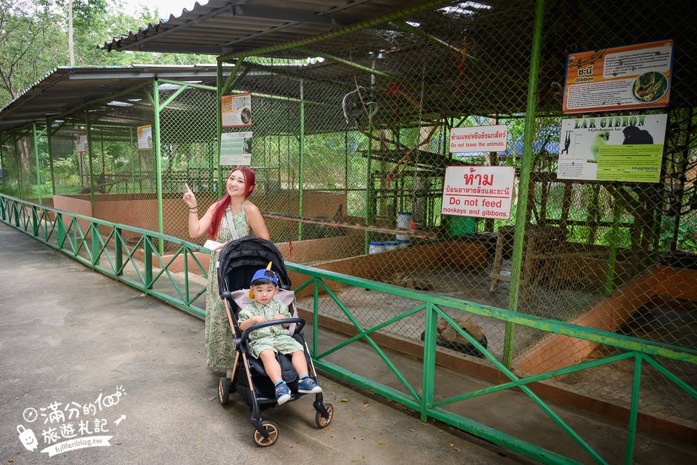 【北碧府野生動物園】泰國長頸鹿吉普車拍照預約攻略.Safari Park Kanchanaburi餵駱駝.梅花鹿和斑馬,外加欣賞大象&鱷魚表演秀!