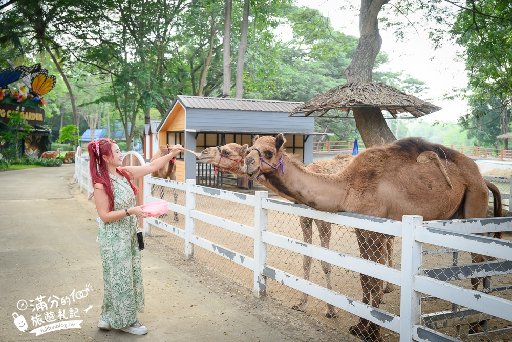 【北碧府野生動物園】泰國長頸鹿吉普車拍照預約攻略.Safari Park Kanchanaburi餵駱駝.梅花鹿和斑馬,外加欣賞大象&鱷魚表演秀!