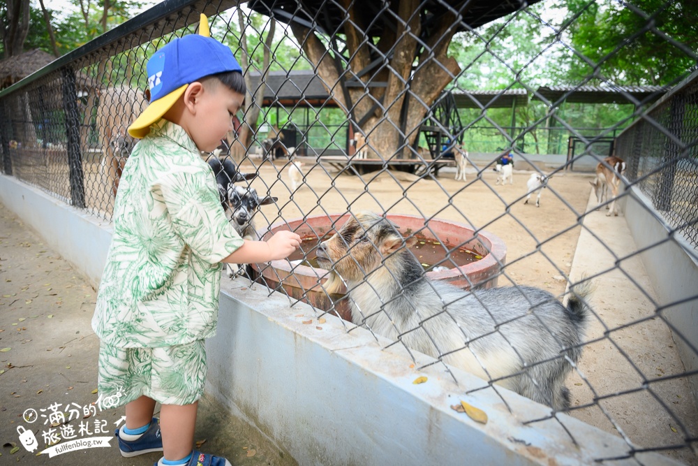 【北碧府野生動物園】泰國長頸鹿吉普車拍照預約攻略.Safari Park Kanchanaburi餵駱駝.梅花鹿和斑馬,外加欣賞大象&鱷魚表演秀!