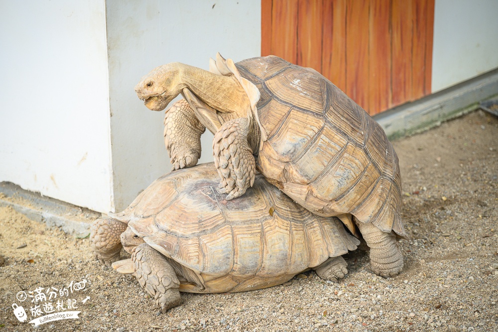 【北碧府野生動物園】泰國長頸鹿吉普車拍照預約攻略.Safari Park Kanchanaburi餵駱駝.梅花鹿和斑馬,外加欣賞大象&鱷魚表演秀!