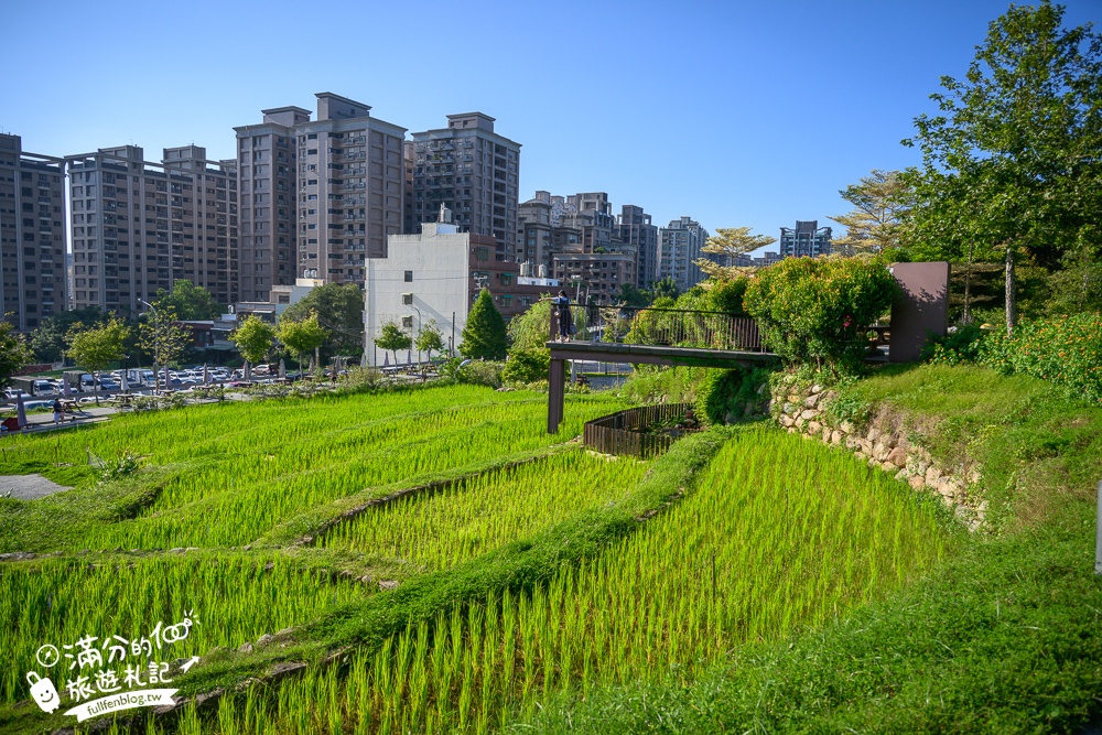 【大有梯田生態公園】桃園免門票親子景點,森林滑索開放時間.桃園最美梯田遊戲場!