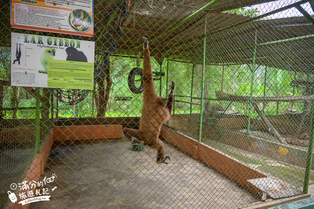 【北碧府野生動物園】泰國長頸鹿吉普車拍照預約攻略.Safari Park Kanchanaburi餵駱駝.梅花鹿和斑馬,外加欣賞大象&鱷魚表演秀!