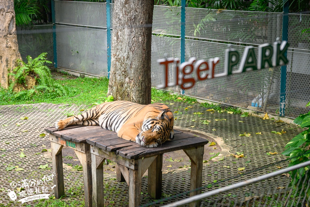 【芭達雅老虎園Tiger Park Pattaya】玩泰國芭達雅必體驗,與老虎的近距離接觸,親子同行也能與小老虎互動拍照唷!