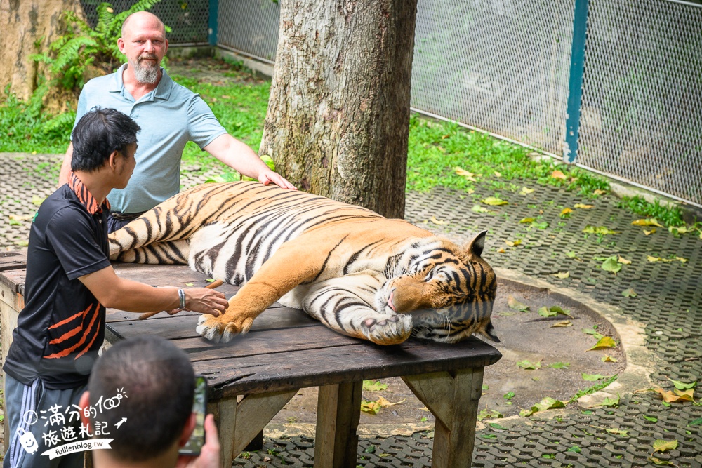 【芭達雅老虎園Tiger Park Pattaya】玩泰國芭達雅必體驗,與老虎的近距離接觸,親子同行也能與小老虎互動拍照唷!