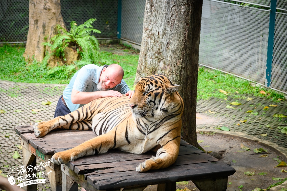 【芭達雅老虎園Tiger Park Pattaya】玩泰國芭達雅必體驗,與老虎的近距離接觸,親子同行也能與小老虎互動拍照唷!