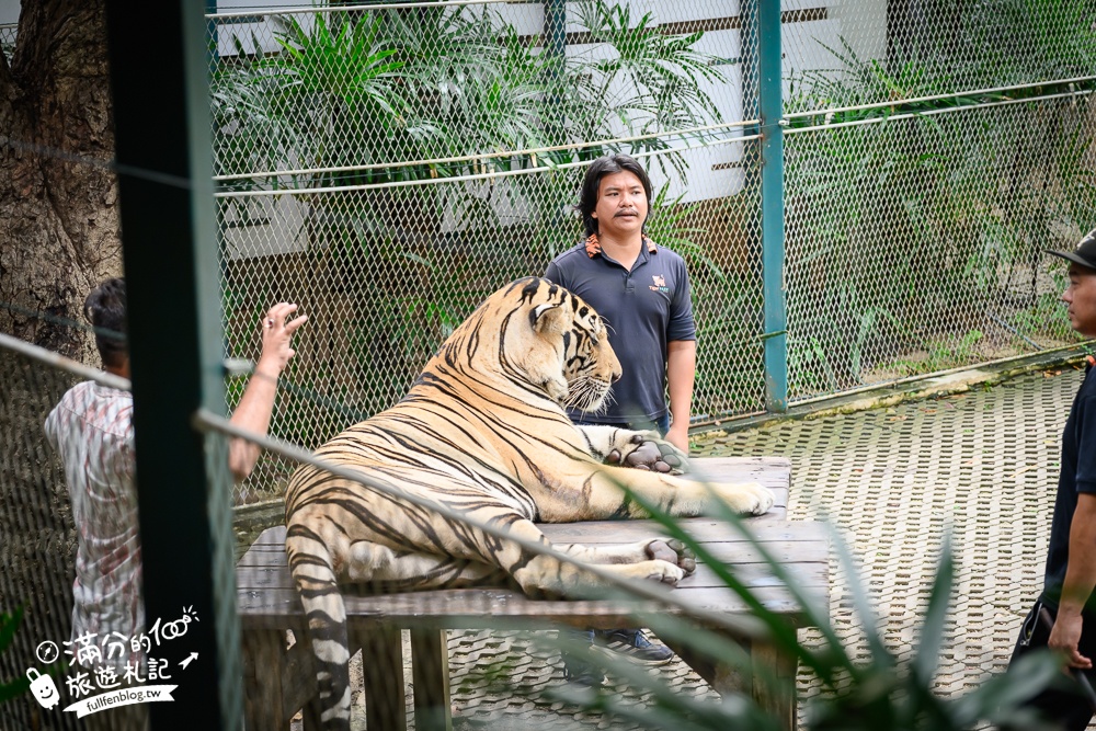 【芭達雅老虎園Tiger Park Pattaya】玩泰國芭達雅必體驗,與老虎的近距離接觸,親子同行也能與小老虎互動拍照唷!