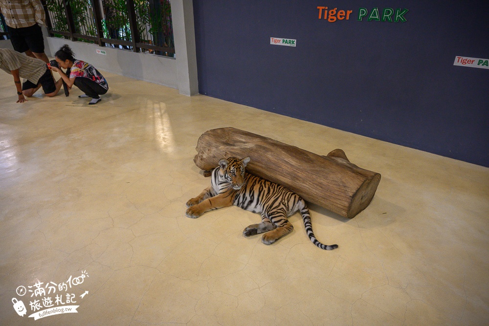 【芭達雅老虎園Tiger Park Pattaya】玩泰國芭達雅必體驗,與老虎的近距離接觸,親子同行也能與小老虎互動拍照唷!